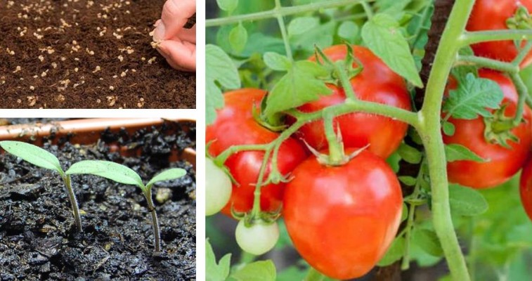 Tomatitaimede ettekasvatamise õpetus