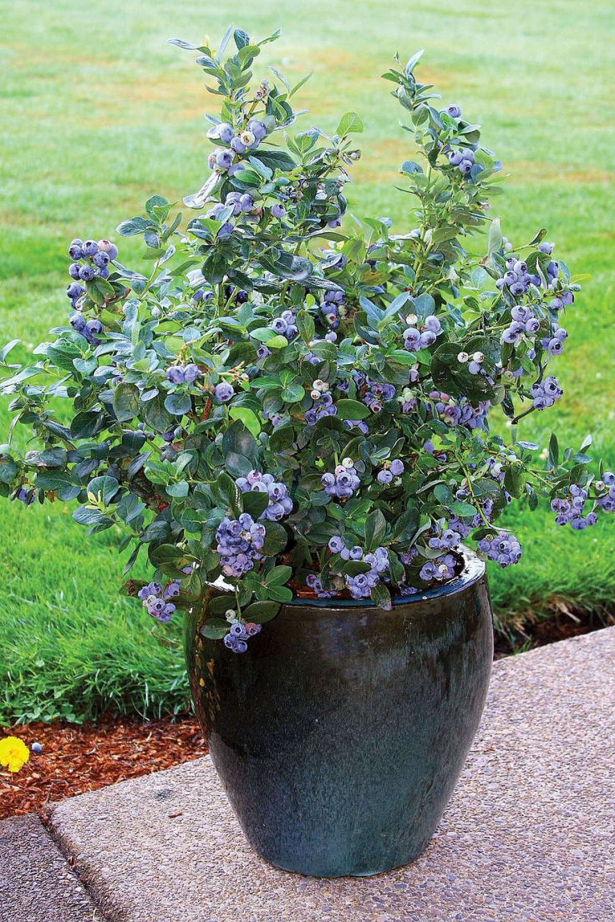 Illustreeriv foto. Allikas: chrisbowers.co.uk, “Blueberry Bushes – Planting & Aftercare” 1