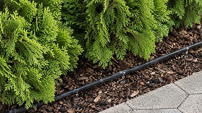Värskelt istutatud elupuuheki kastmine – miks on esimesed aastad nii olulised?